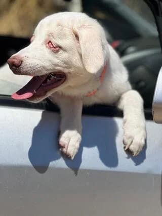 Chionati (Χιονάτη), female puppy Mixed Breed for adoption at Dogs Voice, Athens