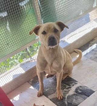 Kremas (Κρέμας), male 3yo Mixed Breed for adoption at Dogs Voice, Athens