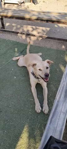 Kremas (Κρέμας), male 3yo Mixed Breed for adoption at Dogs Voice, Athens