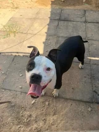Ίrida (Ίριδα), female young Mixed Breed for adoption at Dogs Voice, Athens