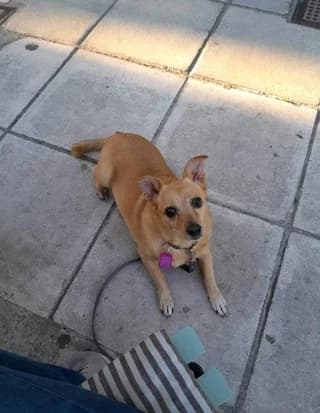 Lakta (Λάκτα), female 7yo Mixed Breed for adoption at Dogs Voice, Athens