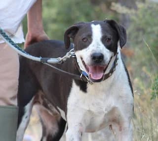 Όntin (Όντιν), male 3yo Mixed Breed for adoption at Dogs Voice, Athens