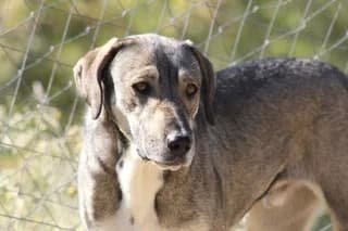 Tzo (Τζο), male 7yo Mixed Breed for adoption at Dogs Voice, Athens