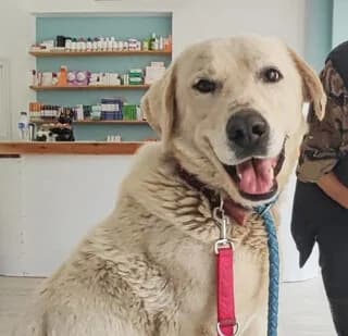 Lino (Λίνο), male 7yo Mixed Breed for adoption at Dogs Voice, Athens