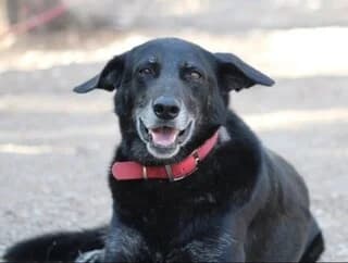 Naomi (Ναόμι), female 7yo Mixed Breed for adoption at Dogs Voice, Athens