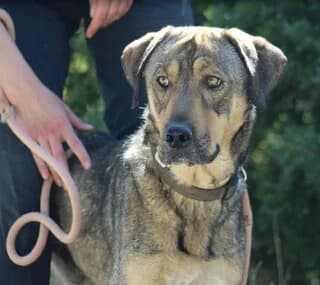 Paraskeyas (Παρασκευάς), male 3yo Mixed Breed for adoption at Dogs Voice, Athens