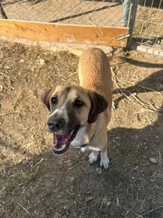 Loyiza (Λουίζα), female young Mixed Breed for adoption at Dogs Voice, Athens