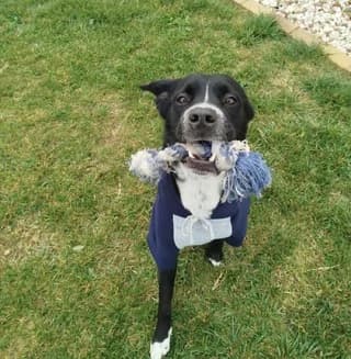 Rafa (Ράφα), male 3yo Mixed Breed for adoption at Dogs Voice, Athens
