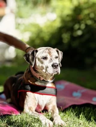 IRA (ΗΡΑ), female 7yo Mixed Breed for adoption at Dogs Voice, Athens