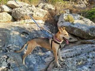 Beilis, female 7yo Mixed Breed for adoption at Dogs Voice, Athens