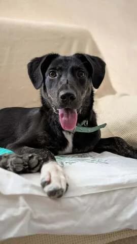 Viky (Βίκυ), female puppy Mixed Breed for adoption at Dogs Voice, Athens