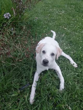 Masa (Μασα), male puppy Mixed Breed for adoption at Dogs Voice, Athens