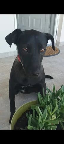 Chloi (Χλόη), female young Mixed Breed for adoption at Dogs Voice, Athens