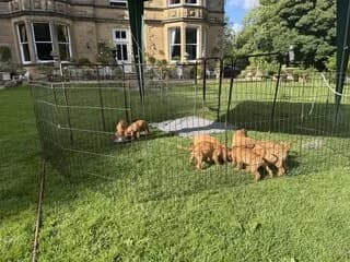 Vizsla (Βίζσλα), male puppy Mixed Breed for adoption at Dogs Voice, Athens