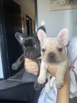French Bulldog, female puppy Mixed Breed for adoption at Dogs Voice, Athens