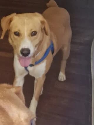 LEILA (ΛΕΙΛΑ), female young Mixed Breed for adoption at Dogs Voice, Athens