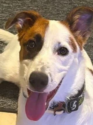 RALLOY (ΡΑΛΛΟΥ), female Mixed Breed for adoption at Dogs Voice, Athens