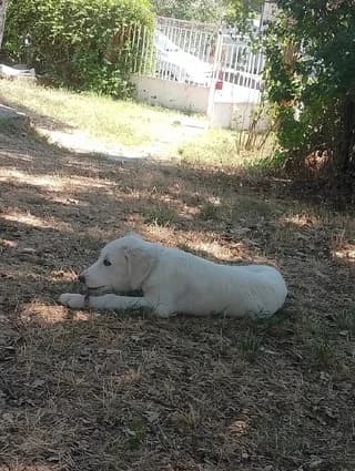 Den echei (Δεν έχει), female puppy Mixed Breed for adoption at Dogs Voice, Athens