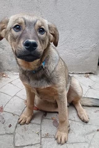 Rocky, male puppy Mixed Breed for adoption at Dogs Voice, Athens