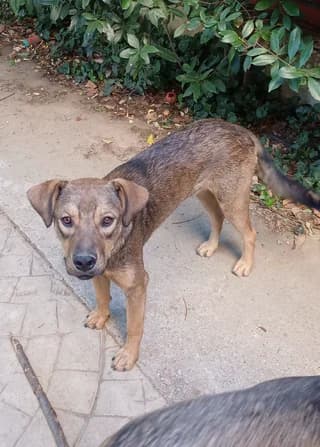 Rocky, male puppy Mixed Breed for adoption at Dogs Voice, Athens