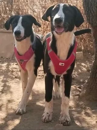 Jojo & Zoe, female puppy Mixed Breed for adoption at Dogs Voice, Athens
