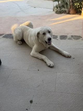 Achilleas (Αχιλλέας), male young Mixed Breed for adoption at Dogs Voice, Athens