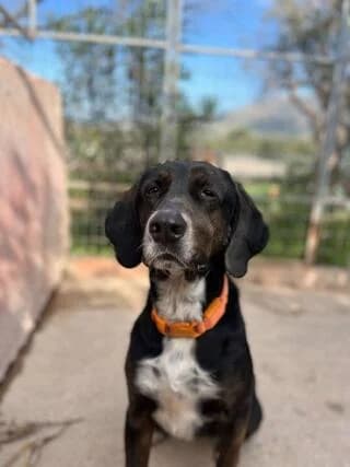 ♥️ Serlok ❤️ (♥️ Σέρλοκ ❤️), male young Mixed Breed for adoption at Dogs Voice, Athens