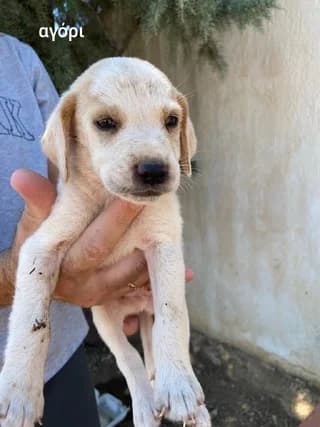 LOYKAS (ΛΟΥΚΑΣ), male puppy Mixed Breed for adoption at Dogs Voice, Athens