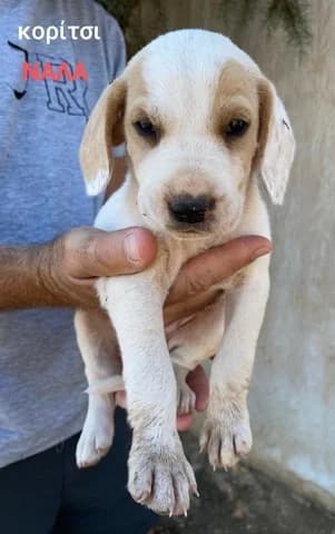 KARA (ΚΑΡΑ), female puppy Mixed Breed for adoption at Dogs Voice, Athens