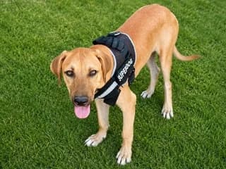 SIMBA, male puppy Mixed Breed for adoption at Dogs Voice, Athens