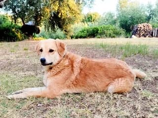 Fili, female 7yo Mixed Breed for adoption at Dogs Voice, Athens