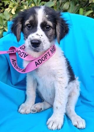 Jupiter, male puppy Mixed Breed for adoption at Dogs Voice, Athens
