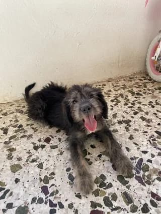 Frida, female puppy Mixed Breed for adoption at Dogs Voice, Athens