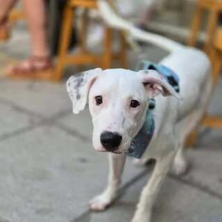 FLEIK (ΦΛΕΙΚ), female puppy Mixed Breed for adoption at Dogs Voice, Athens