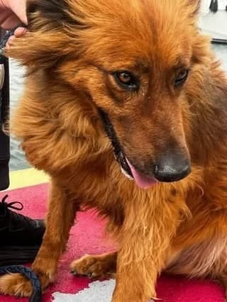 Roco, male 3yo Mixed Breed for adoption at Dogs Voice, Athens