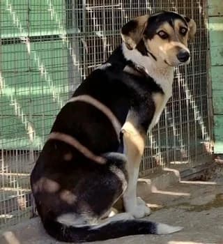 Gino, male 3yo Mixed Breed for adoption at Dogs Voice, Athens