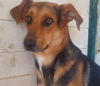 Boss, male 3yo Mixed Breed for adoption at Dogs Voice, Athens
