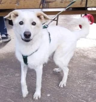 ThOMAS (ΘΩΜΑΣ), male 7yo Mixed Breed for adoption at Dogs Voice, Athens