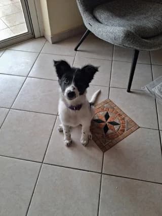Kira (Κιρα), female puppy Mixed Breed for adoption at Dogs Voice, Athens