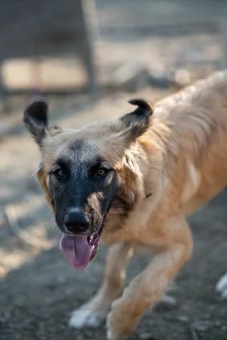 ♥️Manty ♥️ (♥️Μάντυ ♥️), female puppy Mixed Breed for adoption at Dogs Voice, Athens