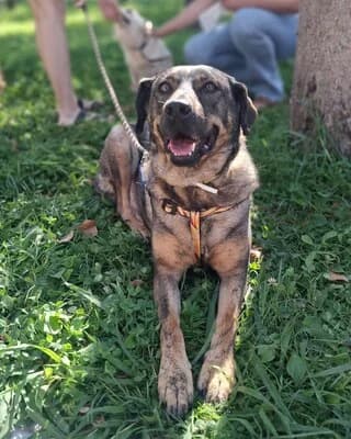 GUCCI, female 7yo Mixed Breed for adoption at Dogs Voice, Athens