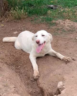 TZAMAΪKA (ΤΖΑΜΑΪΚΑ), female puppy Mixed Breed for adoption at Dogs Voice, Athens