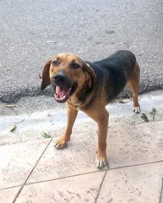 IKAROS (ΙΚΑΡΟΣ), male puppy Mixed Breed for adoption at Dogs Voice, Athens