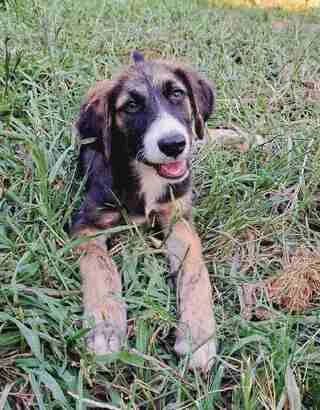 PINATOYMPO (ΠΙΝΑΤΟΥΜΠΟ), male puppy Mixed Breed for adoption at Dogs Voice, Athens
