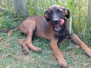 RIRIKA (ΡΙΡΙΚΑ), female puppy Mixed Breed for adoption at Dogs Voice, Athens