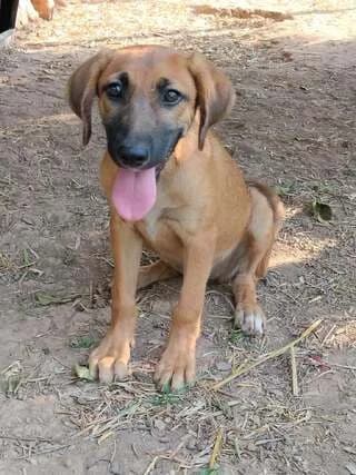 FIFIKA (ΦΙΦΙΚΑ), female puppy Mixed Breed for adoption at Dogs Voice, Athens