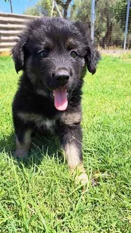 LEONI (ΛΕΩΝΗ), female puppy Mixed Breed for adoption at Dogs Voice, Athens