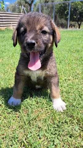 ALKYONI (ΑΛΚΥΟΝΗ), female puppy Mixed Breed for adoption at Dogs Voice, Athens