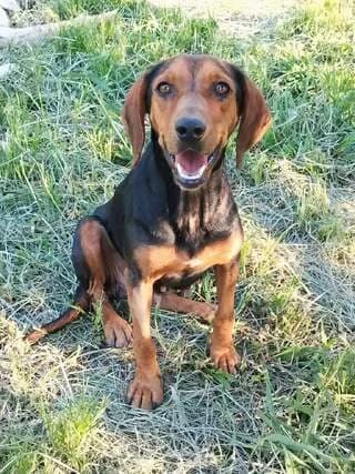 Aimilia (Αιμιλία), female young Mixed Breed for adoption at Dogs Voice, Athens