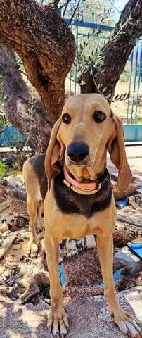 TZEMILE (ΤΖΕΜΙΛΕ), female 3yo Mixed Breed for adoption at Dogs Voice, Athens